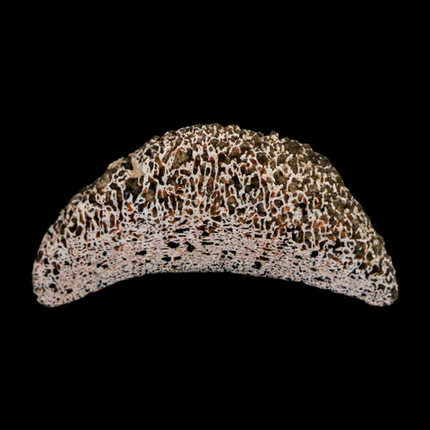 1.6" Phytosaur Fossil Vertebrae Polished End Triassic Age Archosaur Redonda FM NM - Fossil Age Minerals