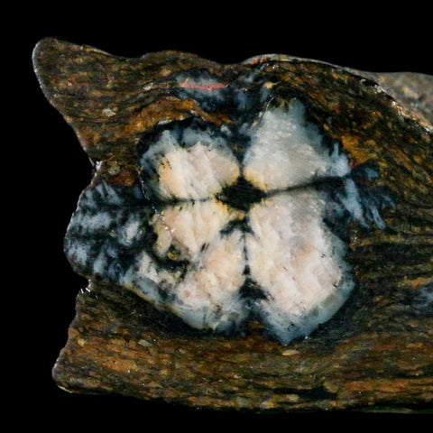 2.6" Rare Andalucite Var Chiastolite Mineral Specimen Asturias Province Boal Spain - Fossil Age Minerals