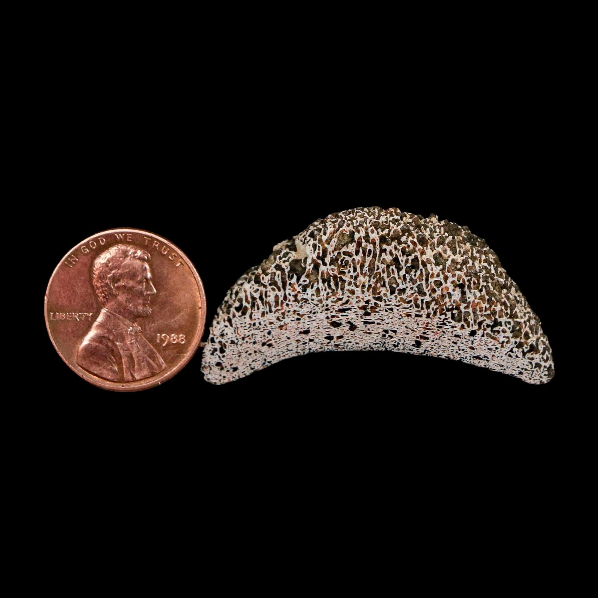 1.6" Phytosaur Fossil Vertebrae Polished End Triassic Age Archosaur Redonda FM NM - Fossil Age Minerals