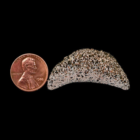 1.6" Phytosaur Fossil Vertebrae Polished End Triassic Age Archosaur Redonda FM NM - Fossil Age Minerals