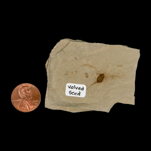 0.6" Fossil Valved Seed Green River Formation Uintah Utah Eocene Age - Fossil Age Minerals