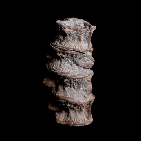 1.2" Xiphactinus Audax Fossil Vertebrae Cretaceous Era Fish Niobrara FM Kansas - Fossil Age Minerals