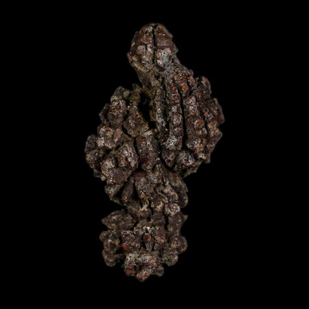 2.1" Prehistoric Coprolite Fossil Specimen Poop Dung Miocene Age Madagascar