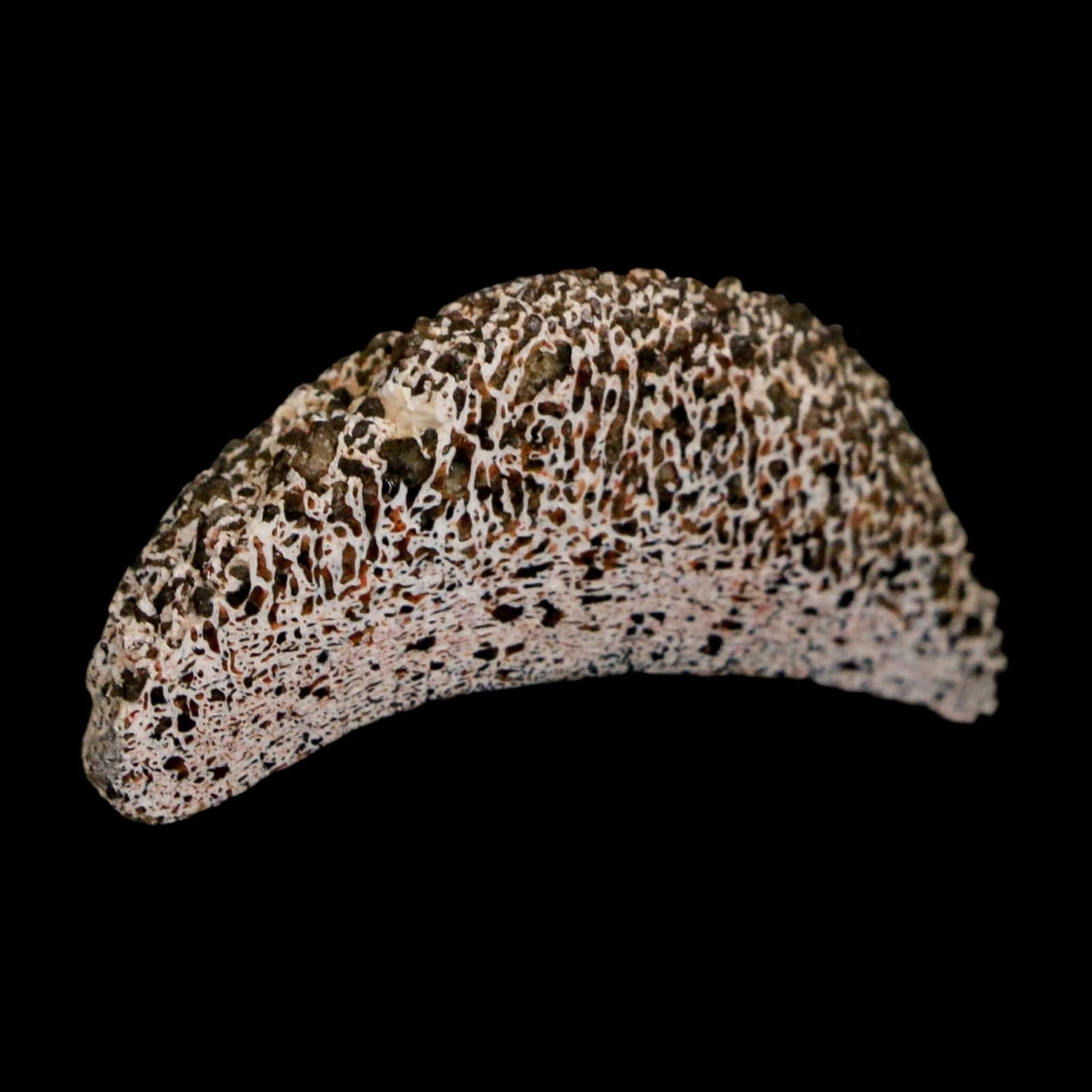 1.6" Phytosaur Fossil Vertebrae Polished End Triassic Age Archosaur Redonda FM NM - Fossil Age Minerals