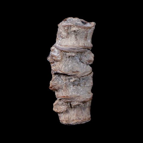 1.2" Xiphactinus Audax Fossil Vertebrae Cretaceous Era Fish Niobrara FM Kansas - Fossil Age Minerals