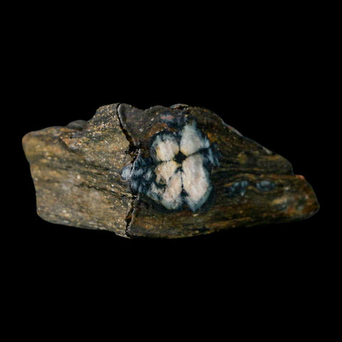2.6" Rare Andalucite Var Chiastolite Mineral Specimen Asturias Province Boal Spain - Fossil Age Minerals