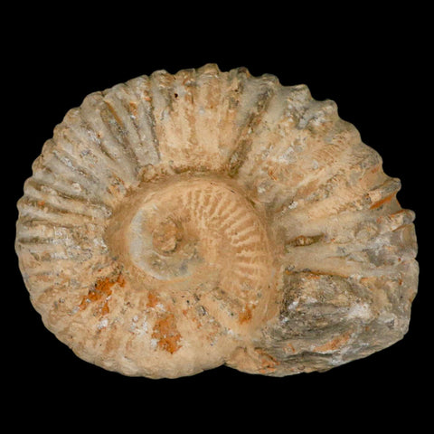 4.5" Acanthoceras Ammonite Fossil Agadir Morocco 360 Million Year Old COA - Fossil Age Minerals