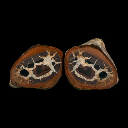 2.9" Septarian Dragon Stone Polished Halves Nodule Mineral Specimen Morocco