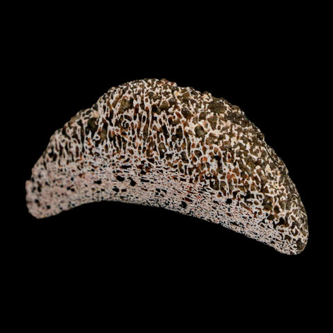 1.6" Phytosaur Fossil Vertebrae Polished End Triassic Age Archosaur Redonda FM NM - Fossil Age Minerals