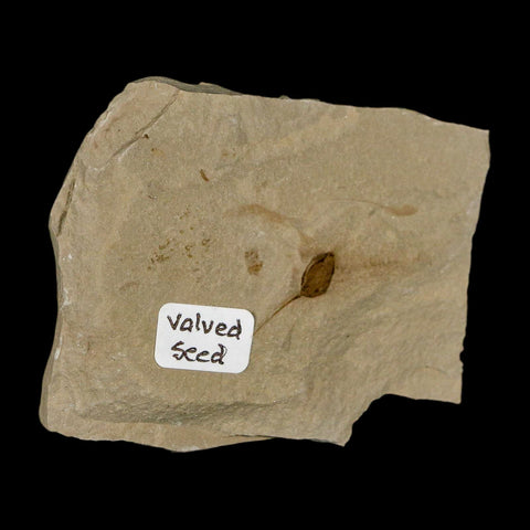 0.6" Fossil Valved Seed Green River Formation Uintah Utah Eocene Age - Fossil Age Minerals