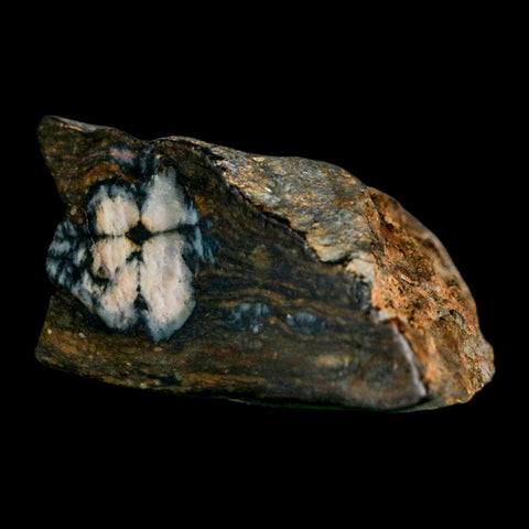 2.6" Rare Andalucite Var Chiastolite Mineral Specimen Asturias Province Boal Spain - Fossil Age Minerals