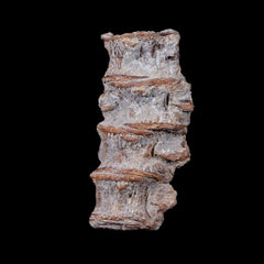Xiphactinus Fish Collection