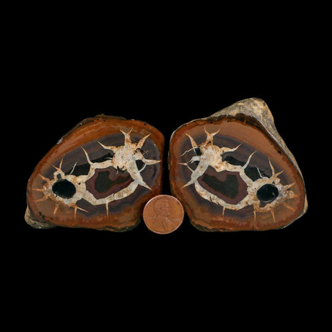 2.9" Septarian Dragon Stone Polished Halves Nodule Mineral Specimen Morocco
