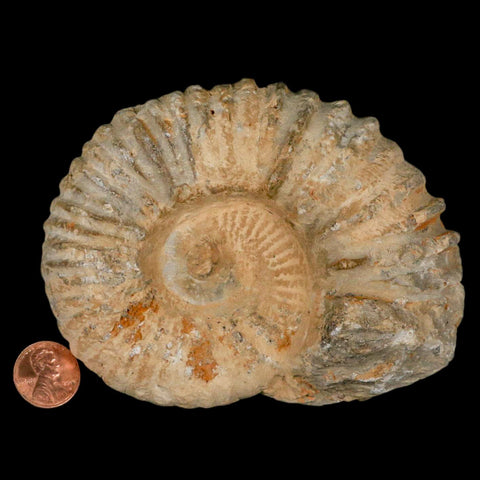 4.5" Acanthoceras Ammonite Fossil Agadir Morocco 360 Million Year Old COA - Fossil Age Minerals