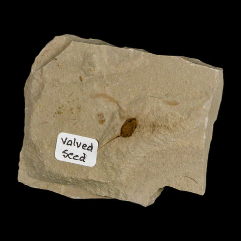 0.6" Fossil Valved Seed Green River Formation Uintah Utah Eocene Age - Fossil Age Minerals
