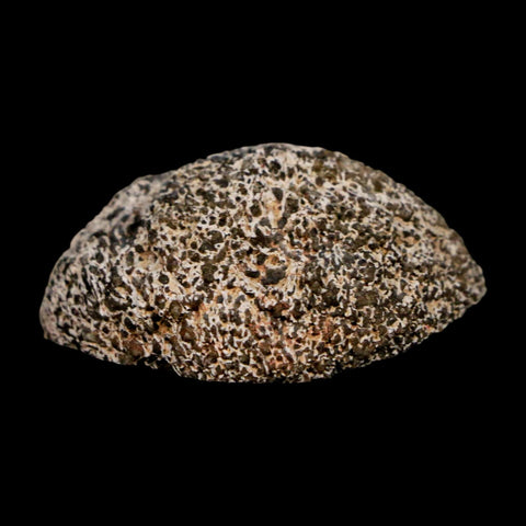 1.6" Phytosaur Fossil Vertebrae Polished End Triassic Age Archosaur Redonda FM NM - Fossil Age Minerals