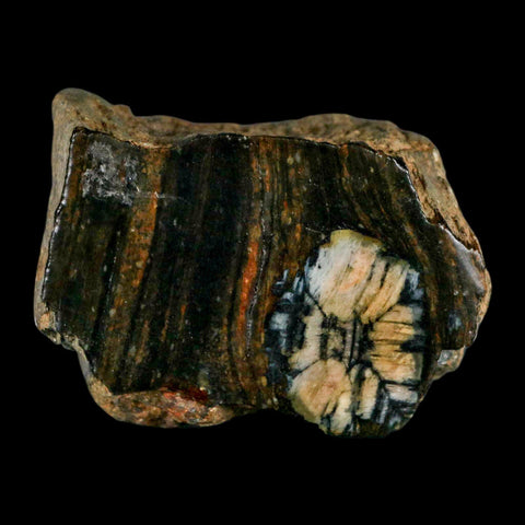 2.6" Rare Andalucite Var Chiastolite Mineral Specimen Asturias Province Boal Spain - Fossil Age Minerals