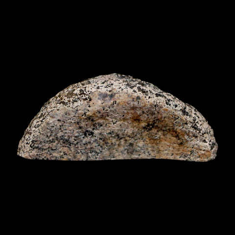 1.6" Phytosaur Fossil Vertebrae Polished End Triassic Age Archosaur Redonda FM NM - Fossil Age Minerals