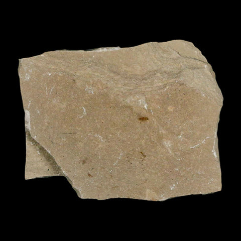 0.6" Fossil Valved Seed Green River Formation Uintah Utah Eocene Age - Fossil Age Minerals
