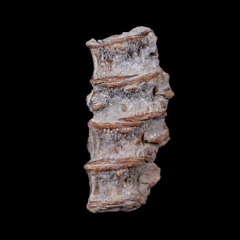 1.2" Xiphactinus Audax Fossil Vertebrae Cretaceous Era Fish Niobrara FM Kansas - Fossil Age Minerals