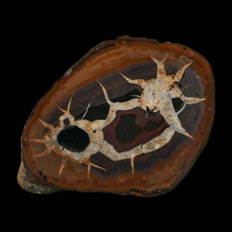 2.9" Septarian Dragon Stone Polished Halves Nodule Mineral Specimen Morocco