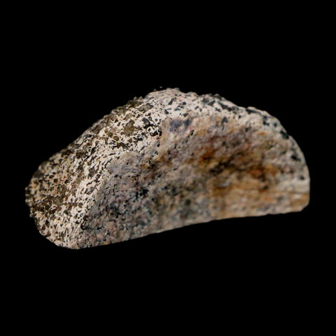 1.6" Phytosaur Fossil Vertebrae Polished End Triassic Age Archosaur Redonda FM NM - Fossil Age Minerals