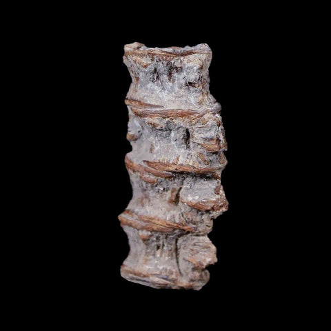 1.2" Xiphactinus Audax Fossil Vertebrae Cretaceous Era Fish Niobrara FM Kansas - Fossil Age Minerals