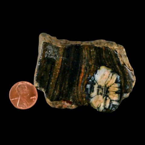 2.6" Rare Andalucite Var Chiastolite Mineral Specimen Asturias Province Boal Spain - Fossil Age Minerals