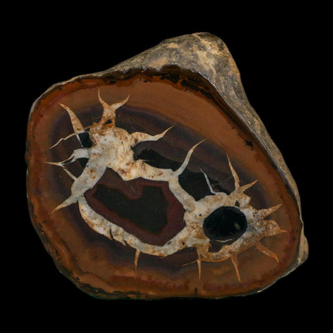 2.9" Septarian Dragon Stone Polished Halves Nodule Mineral Specimen Morocco