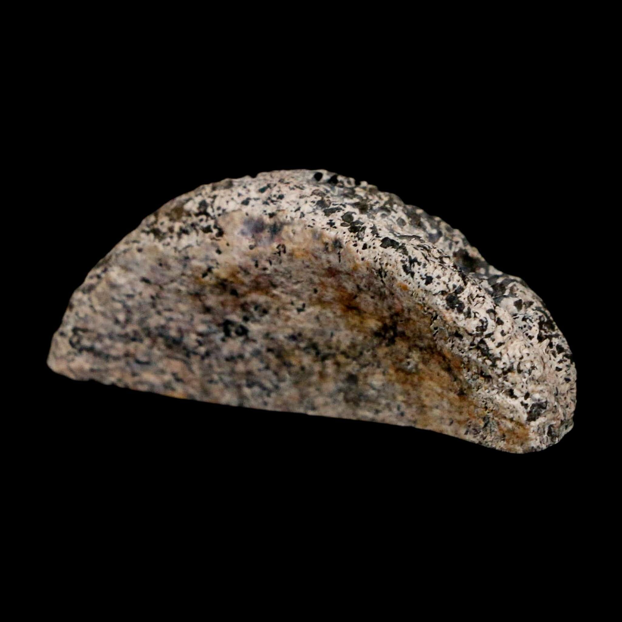1.6" Phytosaur Fossil Vertebrae Polished End Triassic Age Archosaur Redonda FM NM - Fossil Age Minerals