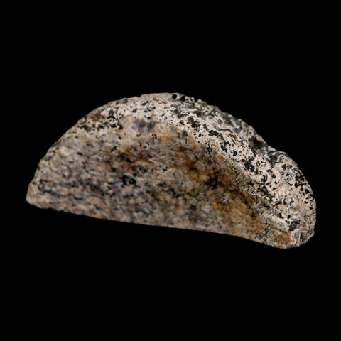 1.6" Phytosaur Fossil Vertebrae Polished End Triassic Age Archosaur Redonda FM NM - Fossil Age Minerals