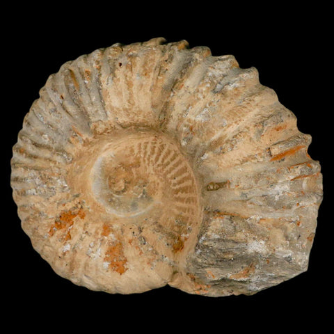 4.5" Acanthoceras Ammonite Fossil Agadir Morocco 360 Million Year Old COA - Fossil Age Minerals