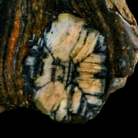 2.6" Rare Andalucite Var Chiastolite Mineral Specimen Asturias Province Boal Spain - Fossil Age Minerals