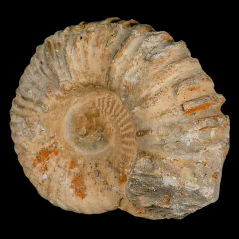 4.5" Acanthoceras Ammonite Fossil Agadir Morocco 360 Million Year Old COA - Fossil Age Minerals