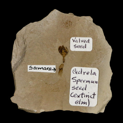 0.6" Fossil Valved Seed And Samara Green River Formation Uintah Utah Eocene Age - Fossil Age Minerals
