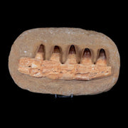 11" Crocodile Fossil Jaw Teeth Kem Kem Morocco Cretaceous Age Crocodilian Tooth