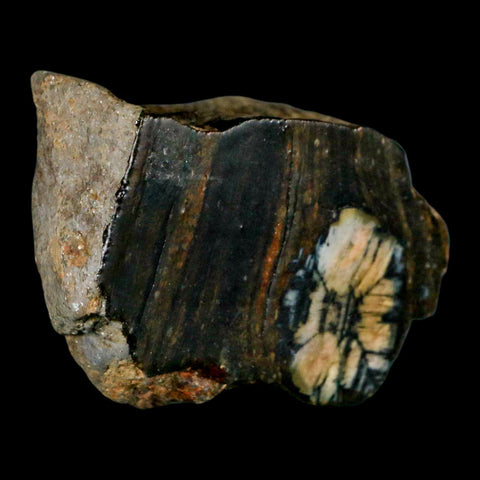 2.6" Rare Andalucite Var Chiastolite Mineral Specimen Asturias Province Boal Spain - Fossil Age Minerals
