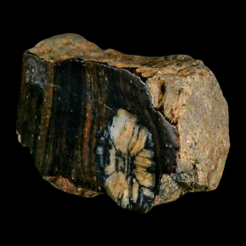 2.6" Rare Andalucite Var Chiastolite Mineral Specimen Asturias Province Boal Spain - Fossil Age Minerals