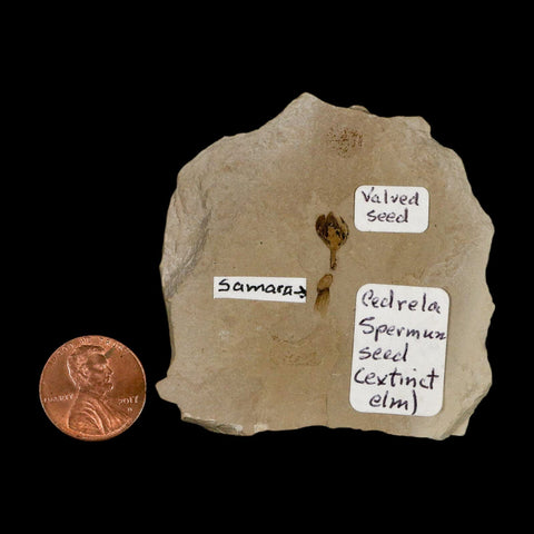 0.6" Fossil Valved Seed And Samara Green River Formation Uintah Utah Eocene Age - Fossil Age Minerals