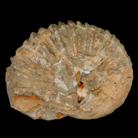 4.5" Acanthoceras Ammonite Fossil Agadir Morocco 360 Million Year Old COA - Fossil Age Minerals