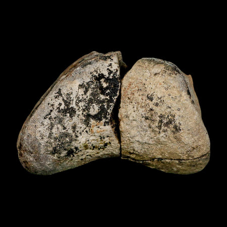 3.1" Hadrosaurus Fossil Toe Bone Lance Creek FM Dinosaur Cretaceous WY COA