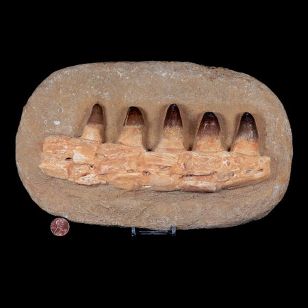11" Crocodile Fossil Jaw Teeth Kem Kem Morocco Cretaceous Age Crocodilian Tooth