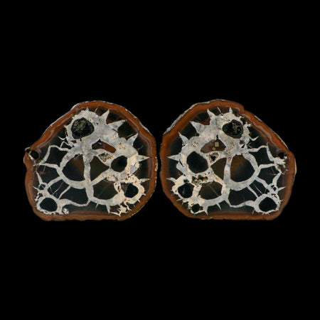 3" Septarian Dragon Stone Polished Halves Nodule Mineral Specimen Morocco