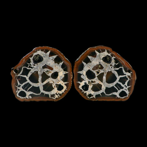 3" Septarian Dragon Stone Polished Halves Nodule Mineral Specimen Morocco