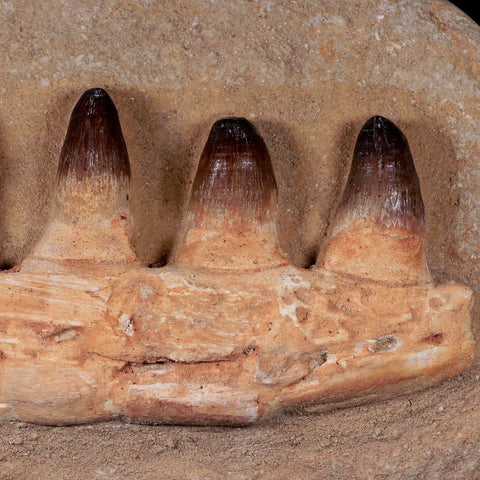 11" Crocodile Fossil Jaw Teeth Kem Kem Morocco Cretaceous Age Crocodilian Tooth - Fossil Age Minerals