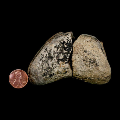 3.1" Hadrosaurus Fossil Toe Bone Lance Creek FM Dinosaur Cretaceous WY COA - Fossil Age Minerals