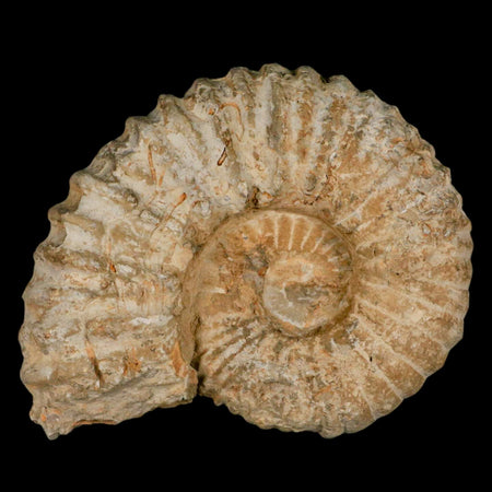 5.1" Acanthoceras Ammonite Fossil Agadir Morocco 360 Million Year Old COA