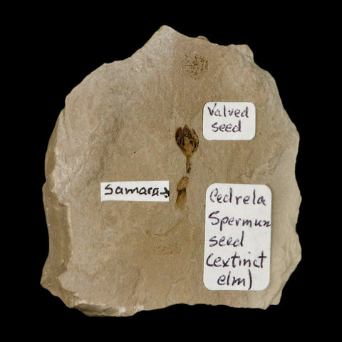 0.6" Fossil Valved Seed And Samara Green River Formation Uintah Utah Eocene Age - Fossil Age Minerals