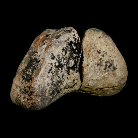 3.1" Hadrosaurus Fossil Toe Bone Lance Creek FM Dinosaur Cretaceous WY COA