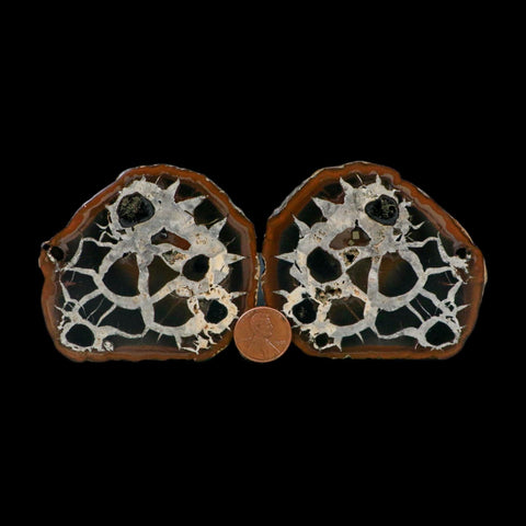 3" Septarian Dragon Stone Polished Halves Nodule Mineral Specimen Morocco